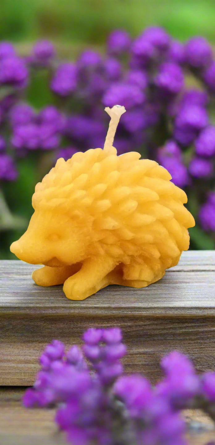 Hedgehog Small