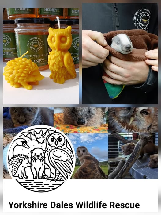 Yorkshire Dales Wildlife Rescue - Fundraiser 2026